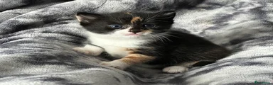 Mixed Breed Kitten 3