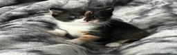 Mixed Breed cats for sale: Turkish Angora x Ragdoll x BLH  - Advert 4