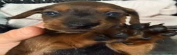 Miniature Dachshund dogs for sale: Outstanding quality Russian bloodline minis - Advert 14