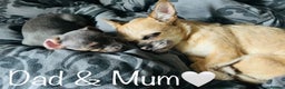 Mixed Breed dogs for sale: Beautiful hybrid Chihuahua puppy’s.  - Advert 2