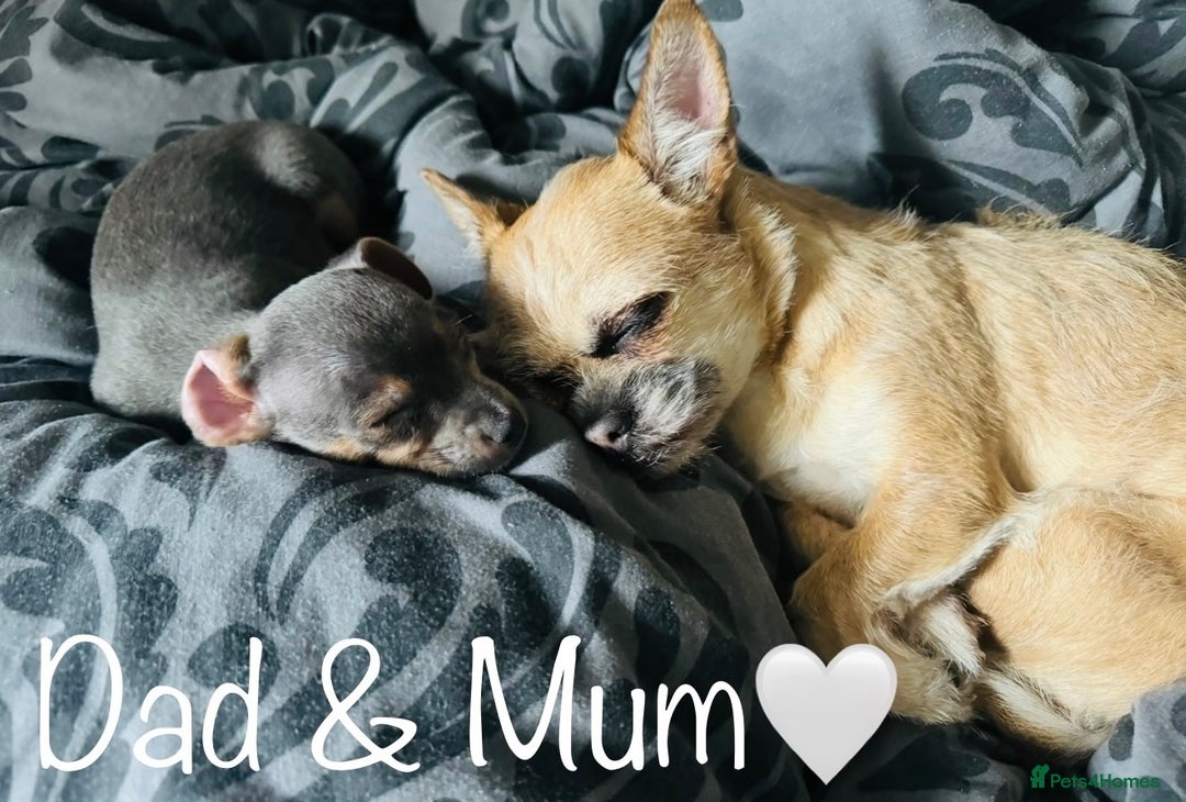 Mixed Breed dogs for sale: Beautiful hybrid Chihuahua puppy’s.  - Advert 2