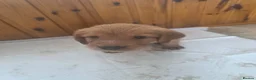 Mixed Breed dogs for sale: ALL REHOMED Vizslador Puppies  - Advert 22