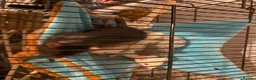 Rat rodents for sale: Three female rats, cage and all accessories  - Advert 8