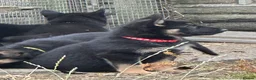 German Shepherd dogs for sale: German Shepherd Pups  - Advert 7