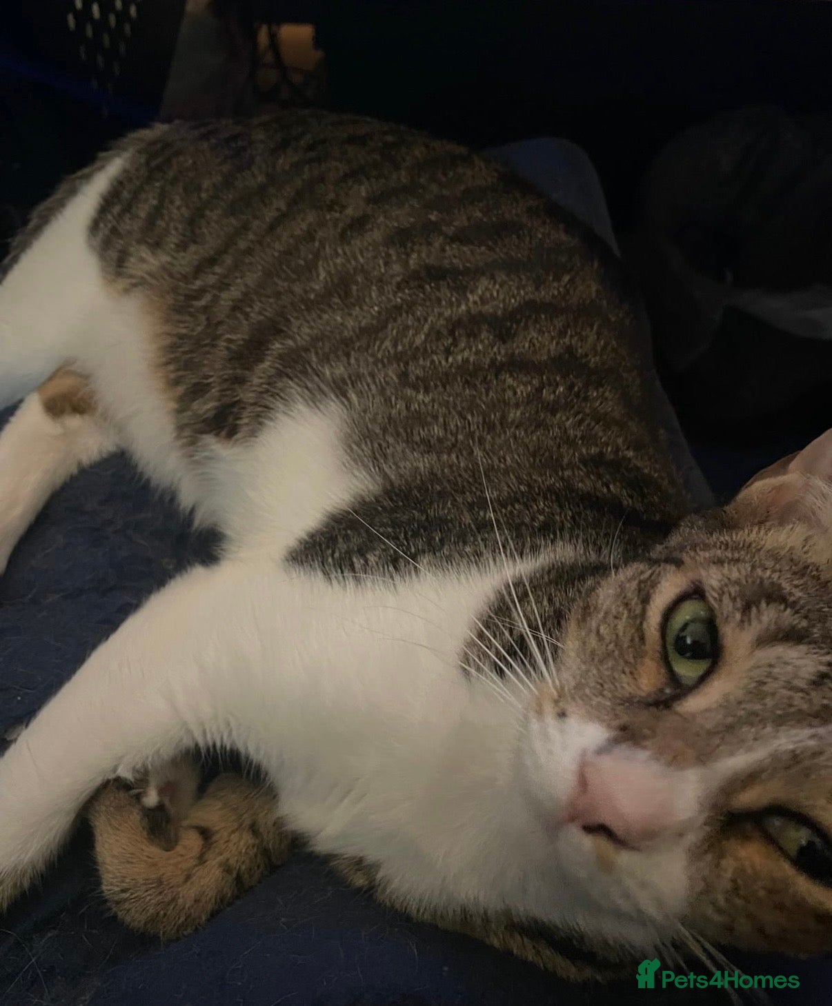 Arabian Mau cats for adoption: Nellie  - Advert 3