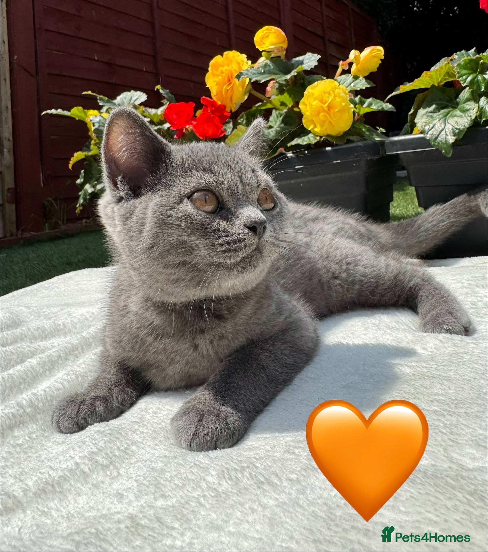 British Shorthair cats Beautiful  Blue British Shorthair Kittens  - Advert 10