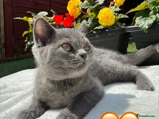British Shorthair cats Beautiful Blue British Shorthair Kittens - Advert 10