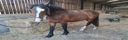 Irish Cob horses for sale: Stunning 2 year old gelding - Advert 3