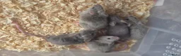 Mouse rodents for sale: Fancy pet mice for sale £8 each  in Manchester - Advert 6