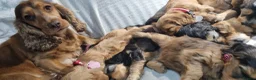 Cockapoo dogs for sale: Cockapoo❤️💜🩷🩵💙 - Advert 2