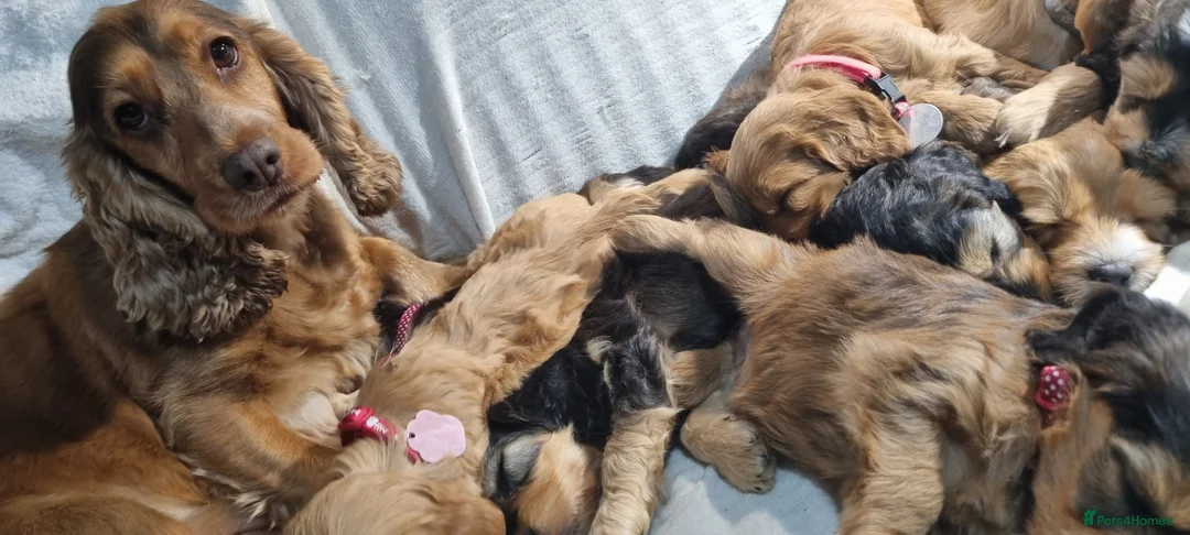 Cockapoo dogs for sale: Cockapoo❤️💜🩷🩵💙 - Advert 2