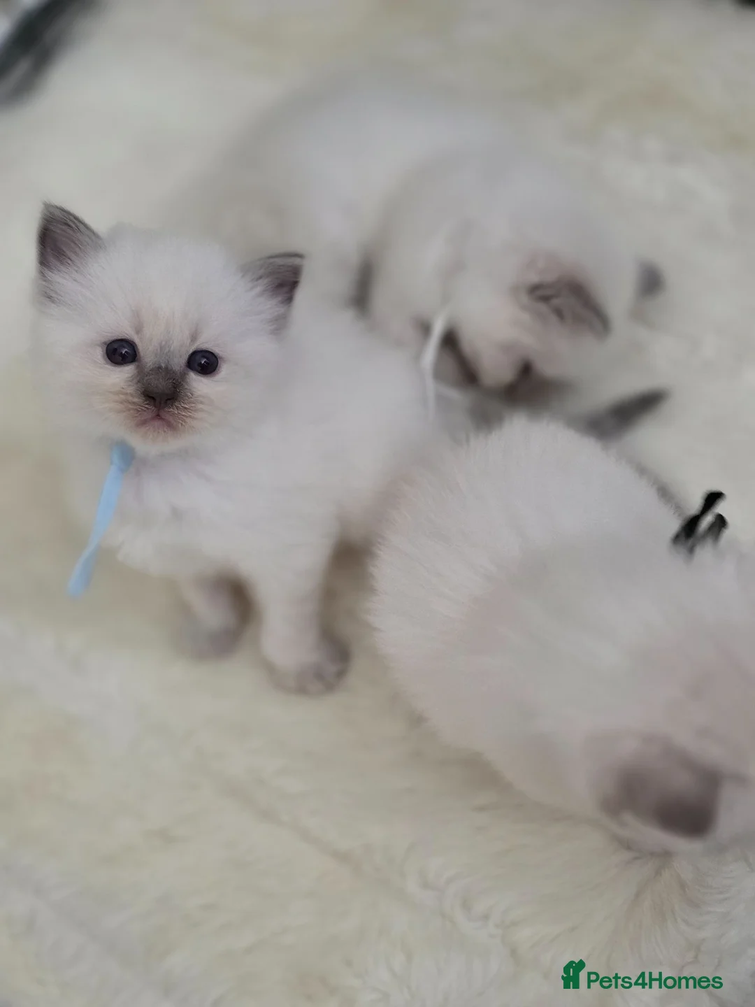 Ragdoll cats for sale: GCCF gorgeous Ragdoll kittens  - Advert 7