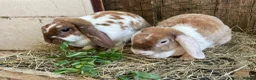 Mini Lop rabbits for sale: Beautiful Plush Lop Females - Advert 2