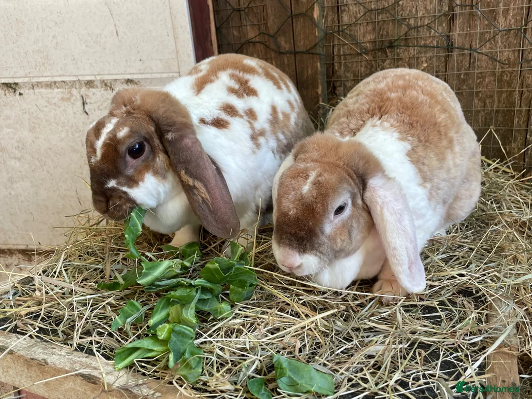 Mini Lop rabbits for sale: Beautiful Plush Lop Females - Advert 2