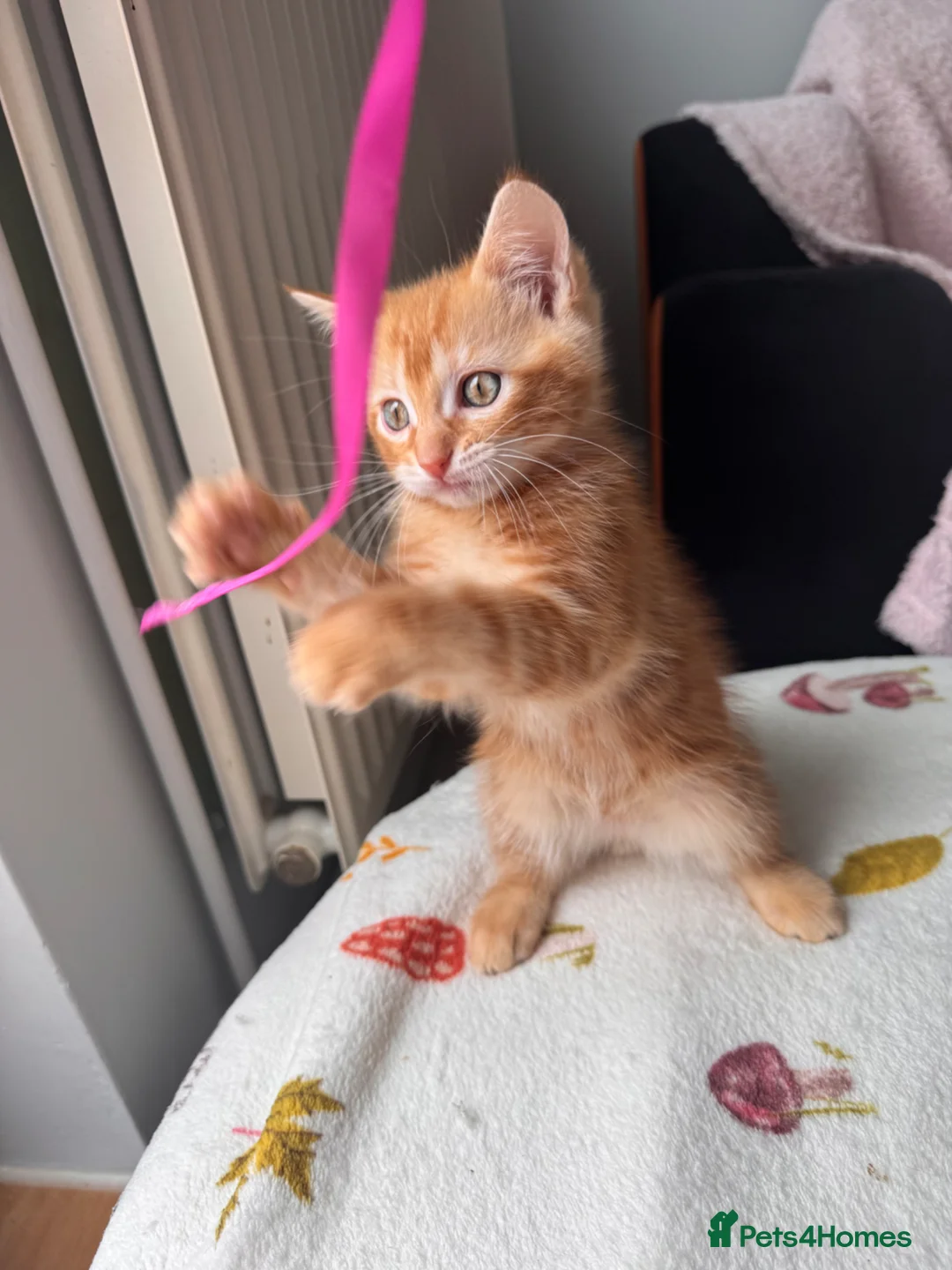 Mixed Breed cats for sale: Ragdoll/tortoiseshell mix kittens in Norwich - Advert 1