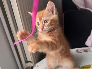 Mixed Breed cats Ragdoll/tortoiseshell mix kittens - Advert 14