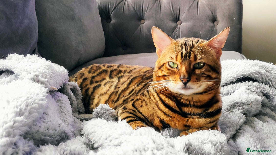 Bengal cats for sale: 🐆 Stunning TICA Registered Bengals Available 🐾 - Image 15