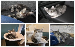 Maine Coon cats for stud: STUD ONLY  Maine Coon 9kg Russian Lines Proven - Image 23