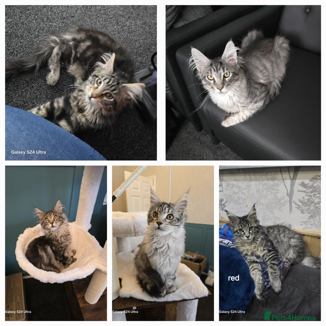 Maine Coon cats for stud: STUD ONLY  Maine Coon 9kg Russian Lines Proven - Image 23
