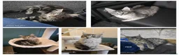 Maine Coon cats for stud: Large Black 9kg Russian Lines Maine Coon STUD - Advert 28