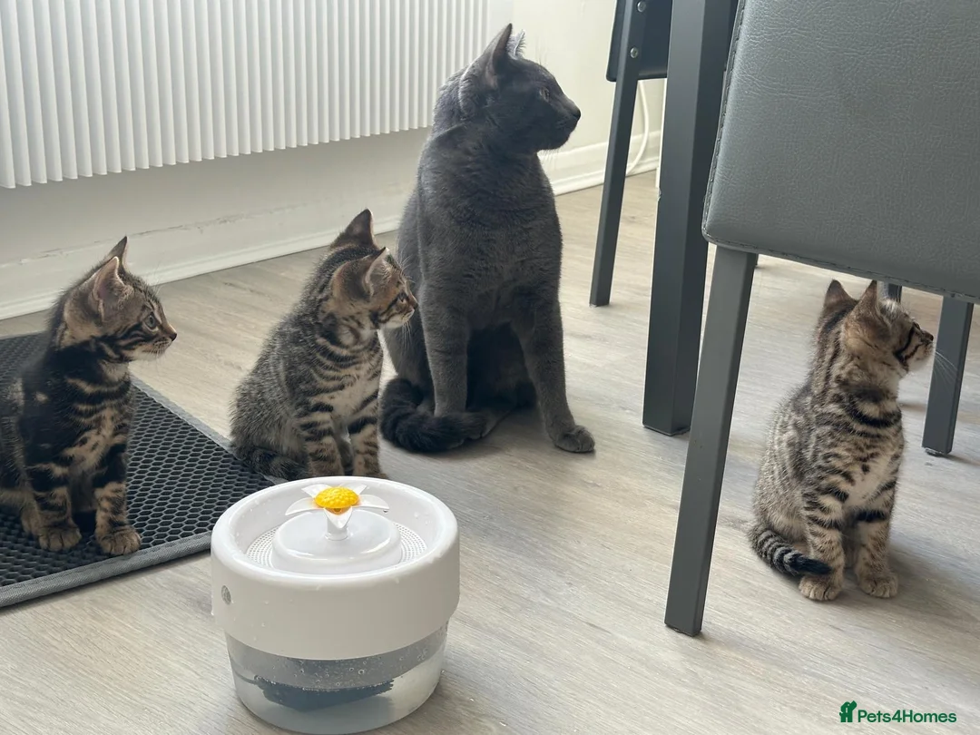 Mixed Breed cats for sale: TICA Registered Bengal x Russian Blue Kittens - Advert 2