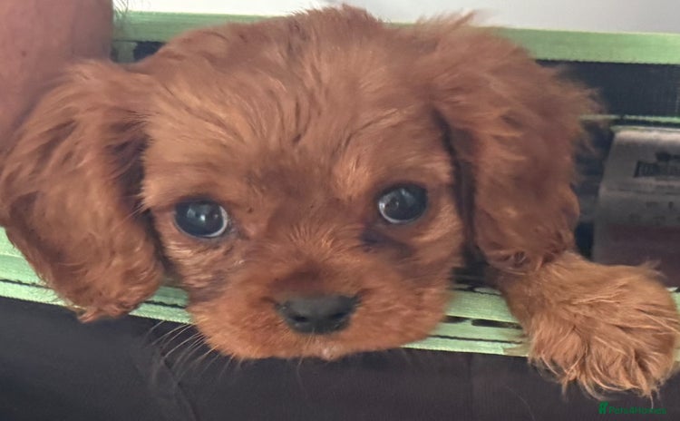 Cavalier King Charles Spaniel dogs - Advert 2