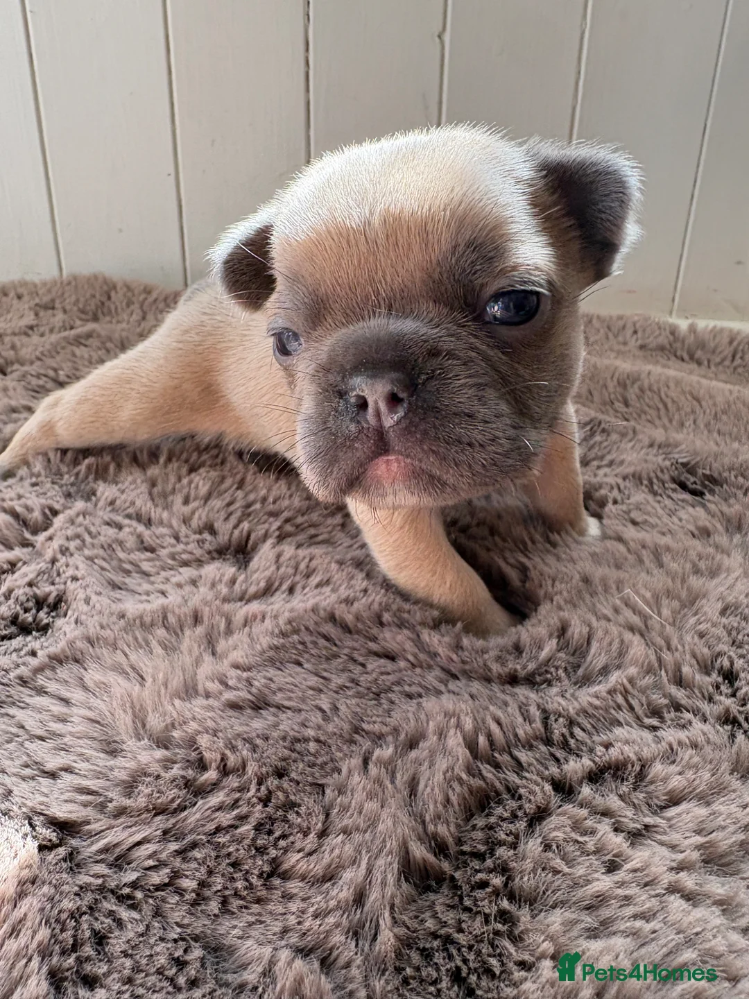 French Bulldog dogs for sale: Stunning Frenchies fluffy/straight family raised  in Lewes - Advert 1