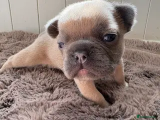 French Bulldog dogs Stunning Frenchies fluffy/straight family raised - Advert 2