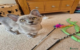Burmese cats for sale: Gorgeous Pedigree Blue Male Burmese Kitten - Image 9