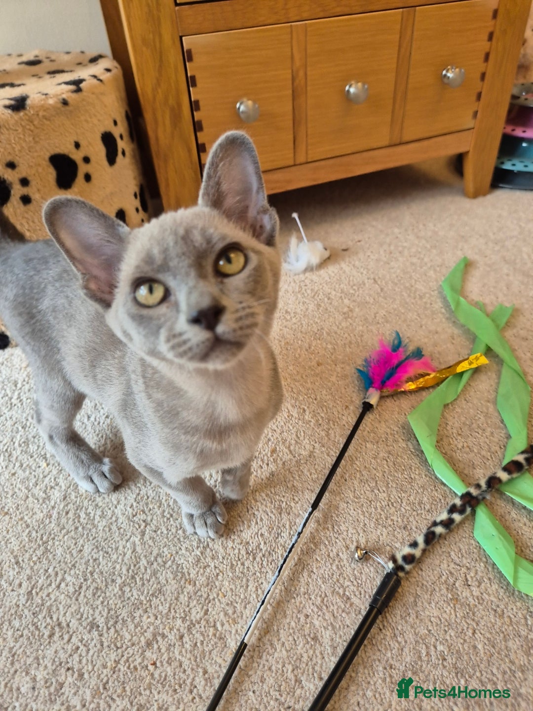 Burmese cats for sale: Gorgeous Pedigree Blue Male Burmese Kitten - Image 9
