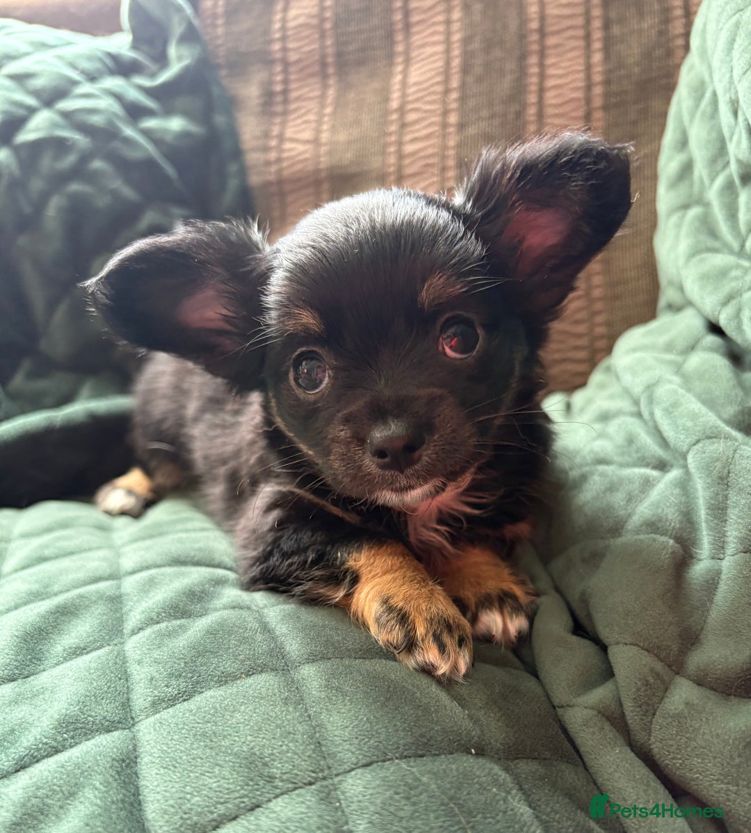 Chihuahua dogs for sale: Tiny Stunning Fluffy Chihuahua Puppy - Image 8