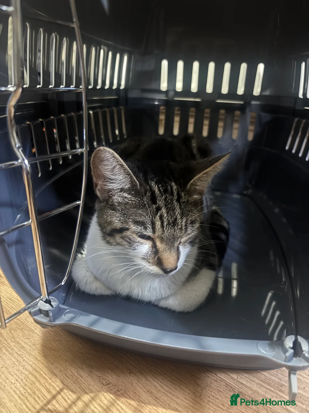Mixed Breed cats for sale: Maria  in London - Advert 2