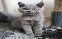British Shorthair cats for sale: READY 1 boy Pedigree British shorthair  - Image 15