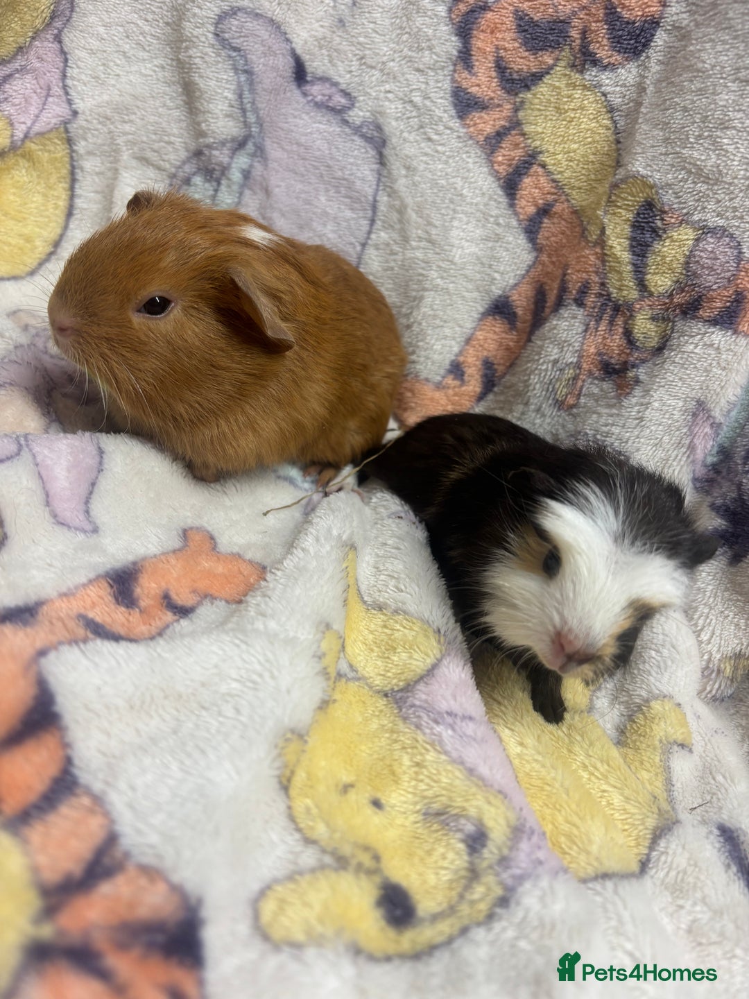 Guinea Pig rodents for sale: 2 beautiful girl piggys  - Advert 5