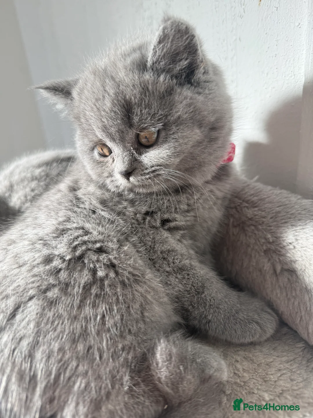 British Shorthair cats for sale: 2 British shorhair girls available  - Advert 21
