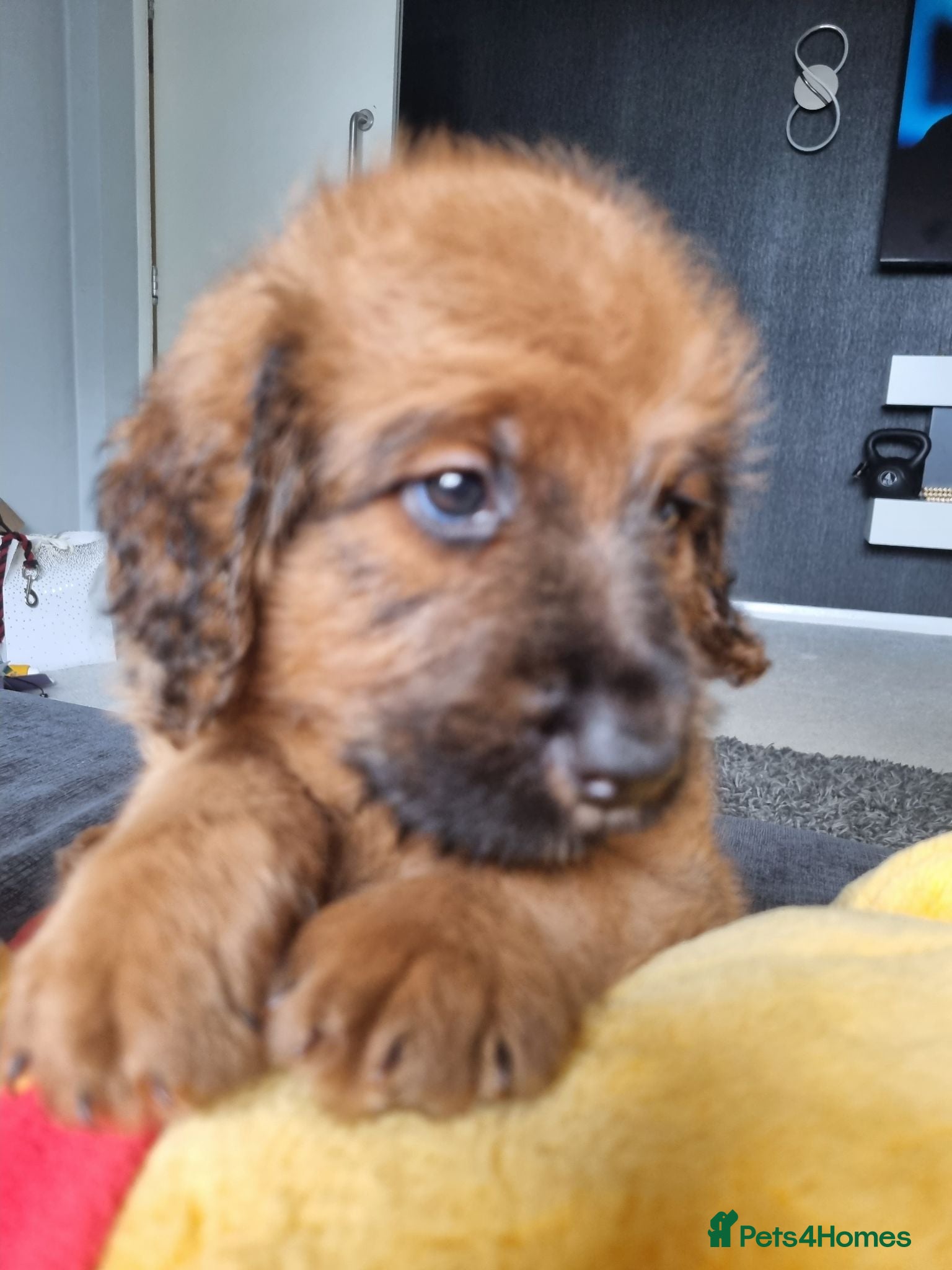 Saint Berdoodle dogs F1B SAINT BERNADOODLE - Advert 1