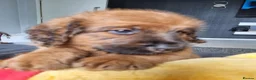 Saint Berdoodle dogs for sale: F1B SAINT BERNADOODLE - Advert 1