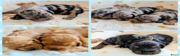 Cavapoo dogs for sale: Cavapoo puppies - Red, Merle, Black & tan - Advert 1