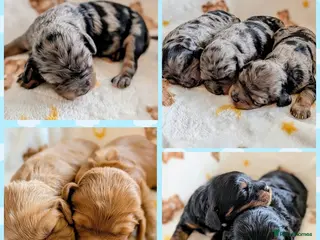 Cavapoo dogs Cavapoo puppies - Red, Merle, Black & tan - Advert 2