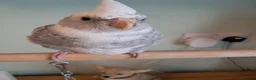 Cockatiels birds for sale: Hand reared baby cocktails ready now for they home - Advert 2