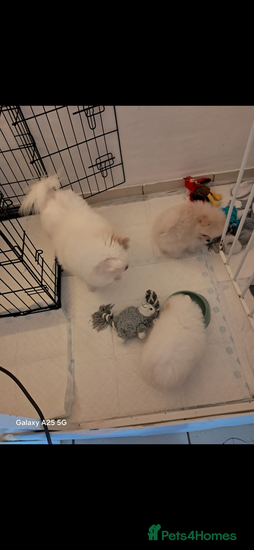 Pomeranian dogs for sale: Handsome Pomeranian - Image 3