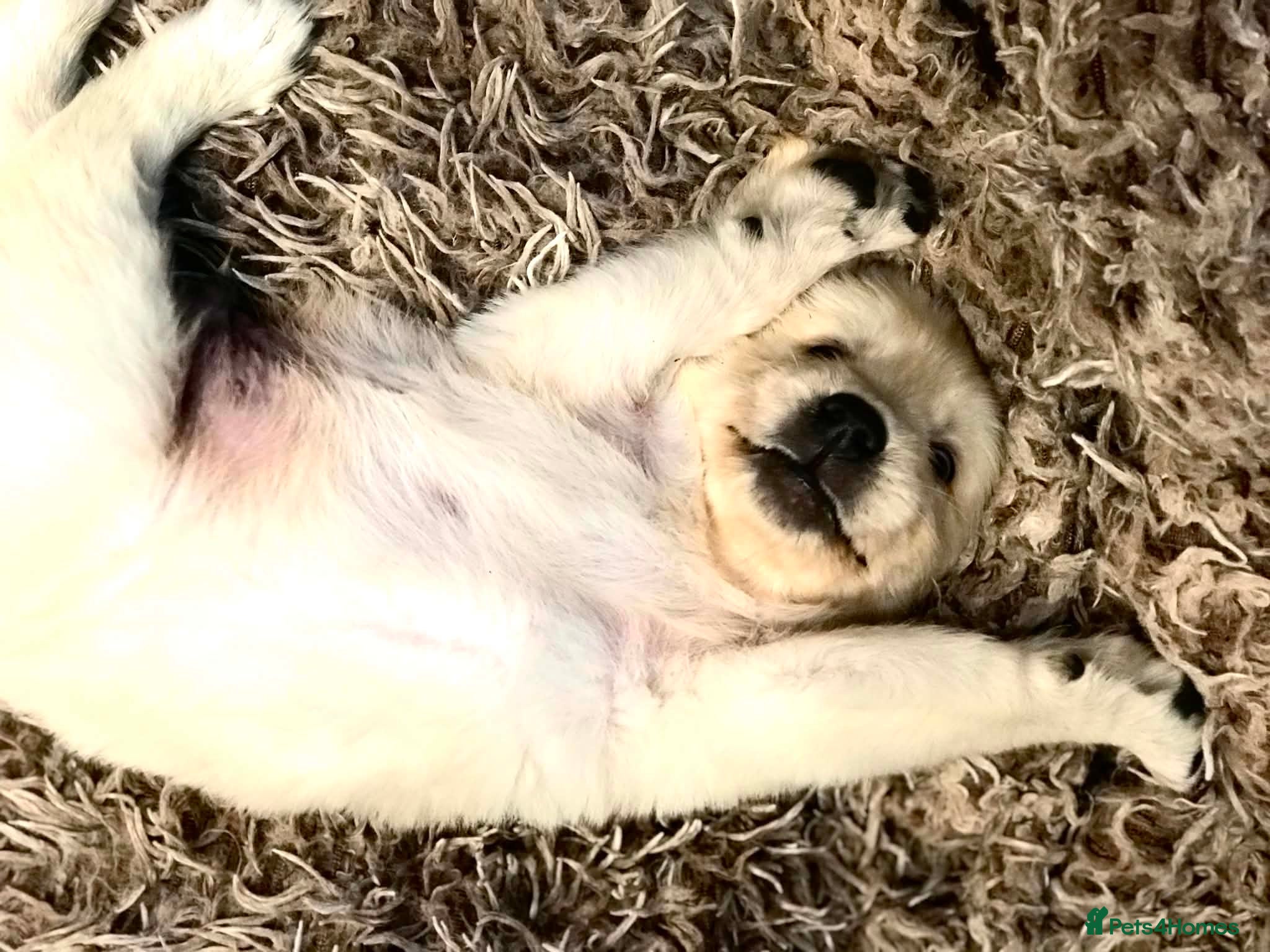Golden Retriever dogs Championship lines puppies - Advert 1