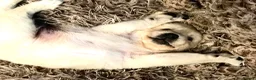 Golden Retriever dogs for sale: Championship lines puppies-ready now - Advert 34