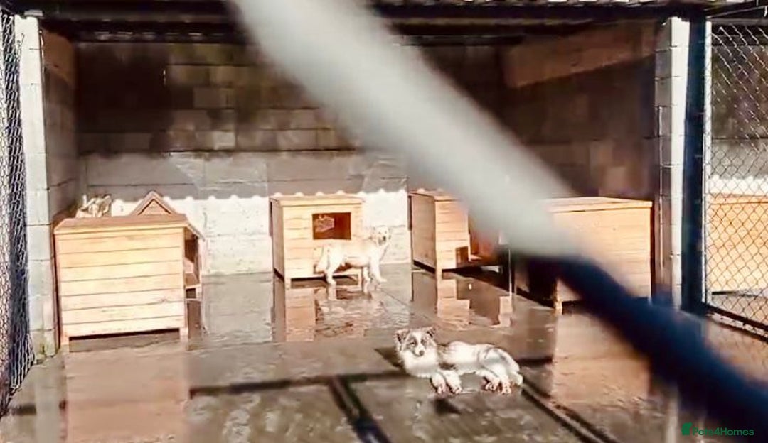 Mixed Breed dogs for adoption: Seth, 10 yrs old . Available for adoption. - Advert 3