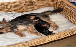 Yorkshire Terrier dogs for sale: Miniature yorkie - Advert 22