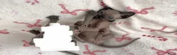 Sphynx cats for sale: (LAST 2) Sphynx Kittens - Advert 5