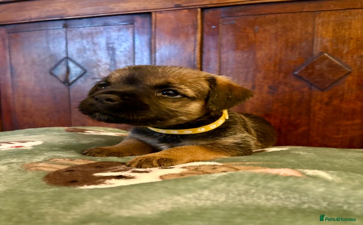 Border Terrier dogs Border Terriers Puppies For Sale. - Advert 12