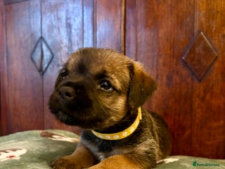 Border Terrier dogs Border Terriers Puppies For Sale. - Advert 6