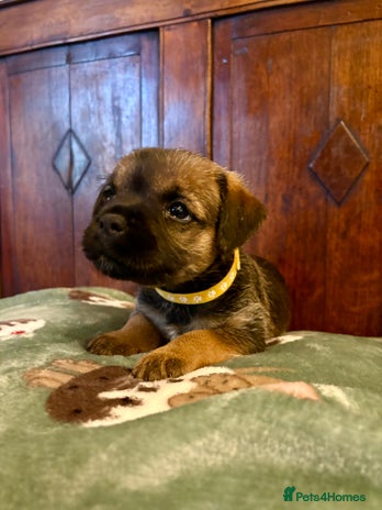 Border Terrier dogs Border Terriers Puppies For Sale. - Advert 4
