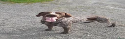 Mixed Breed dogs for sale: Pointador's (Lab x GSP) - Advert 3